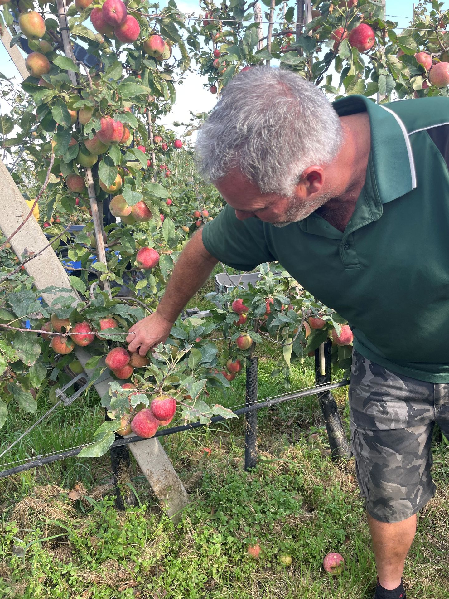 AVN_FruitMasters_5.jpg
