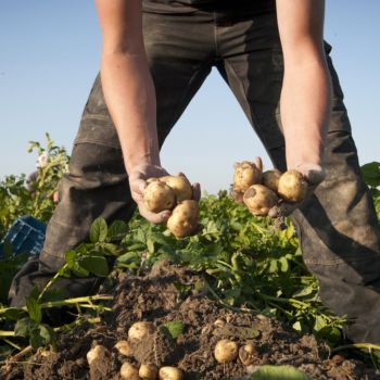 Opperdoezer Ronde aardappelen in handen van boer op het land